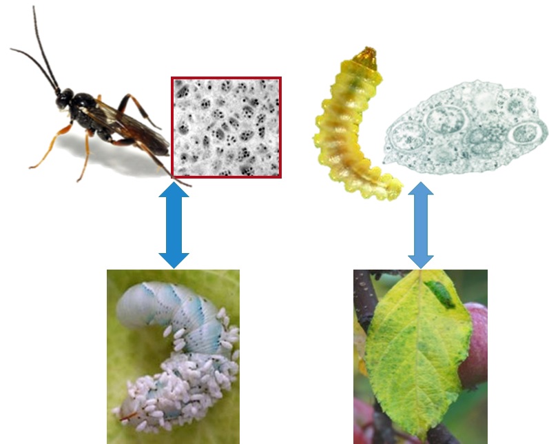 Site IRBI - IMIP : Biodiversité Et Fonctionnement Des Interactions ...